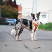 Dog Copenhagen Comfort Pro Harness / Urban Trail Leash