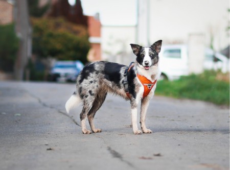 Dog Copenhagen Comfort Pro Harness / Urban Trail Leash